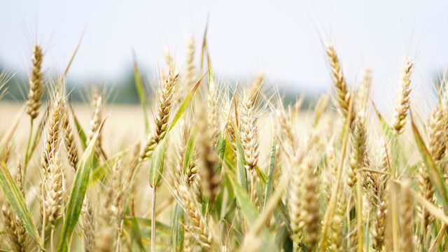 Fusarium head blight risk mapping tool comparison
