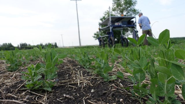 UW and UM Weed Identification Algorithm