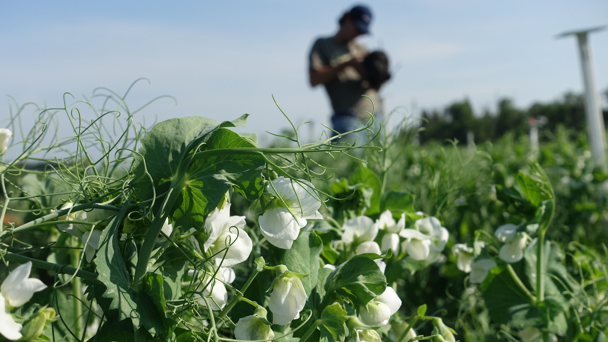 EMILI and CAPI share insights into the future of digital agriculture