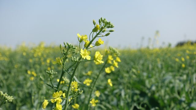 Ukko Agro Flea Beetle Pressure Model